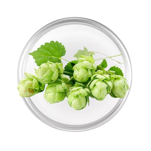 Hop